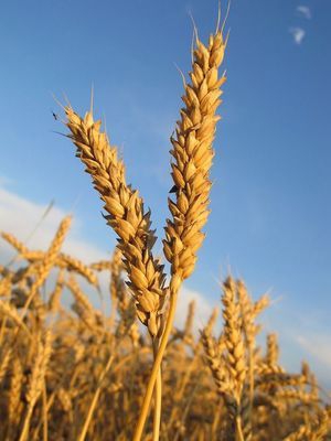 Не так тії вороги... - Тарас Шевченко